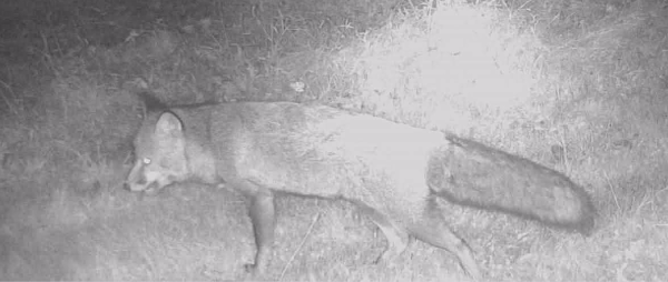 Renard roux (Vulpes vulpes) pris au piège photo nocturne © Estelle Chiaesses